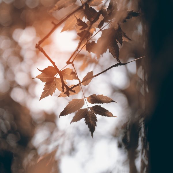 neem branches