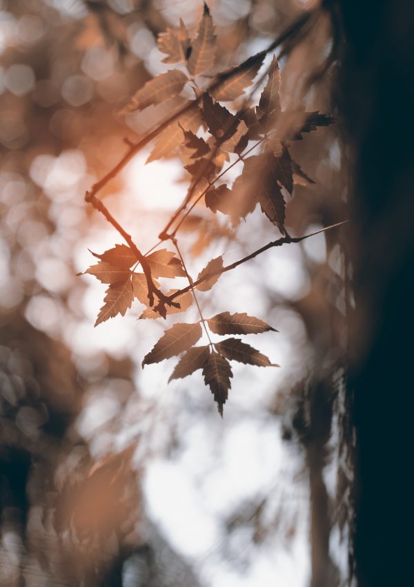 neem branches