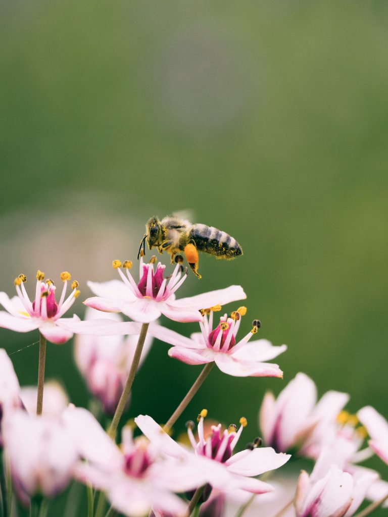 honey bee flying to pink flowers