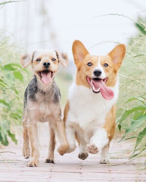 happy dogs running outside with pet shampoo