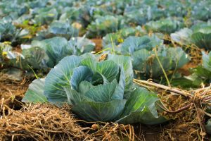 cabbage garden