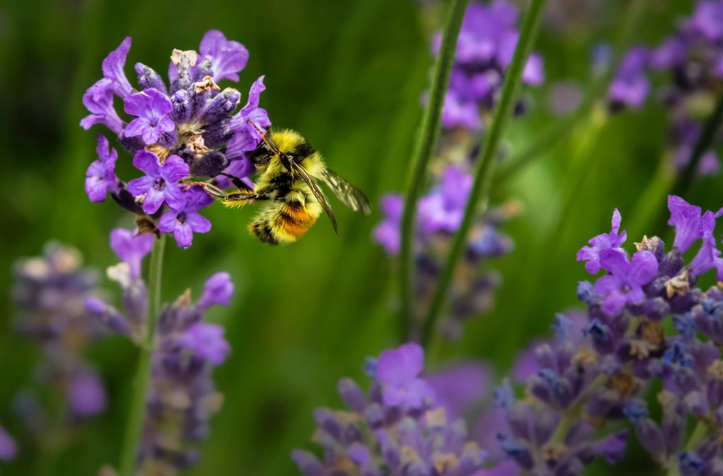 honeybees harvesting pollen on purple flowers