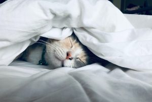 Sleeping cat under bedsheets