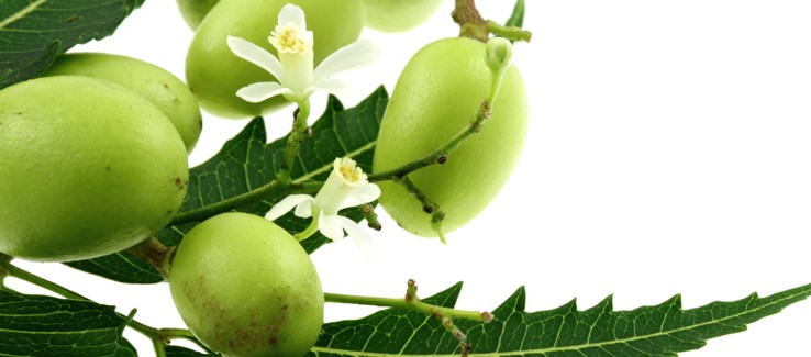 neem fruit, leaf, flower