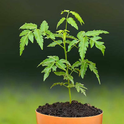 neem tree in pot