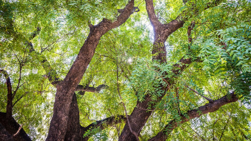 Grown neem tree 