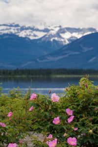 Mountains with ocean and wild roses