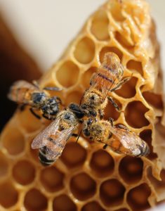 Honeybees in hive