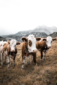 Cows in pasture with mountains