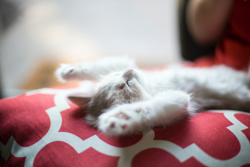 kitten sleeping