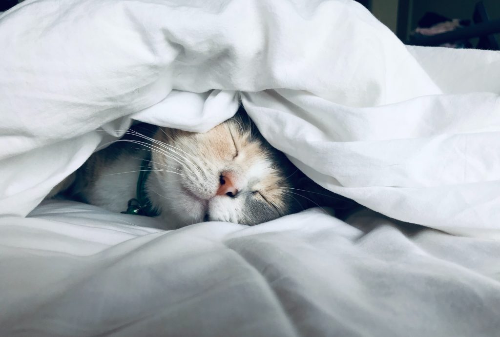 cat sleeping under bedsheets