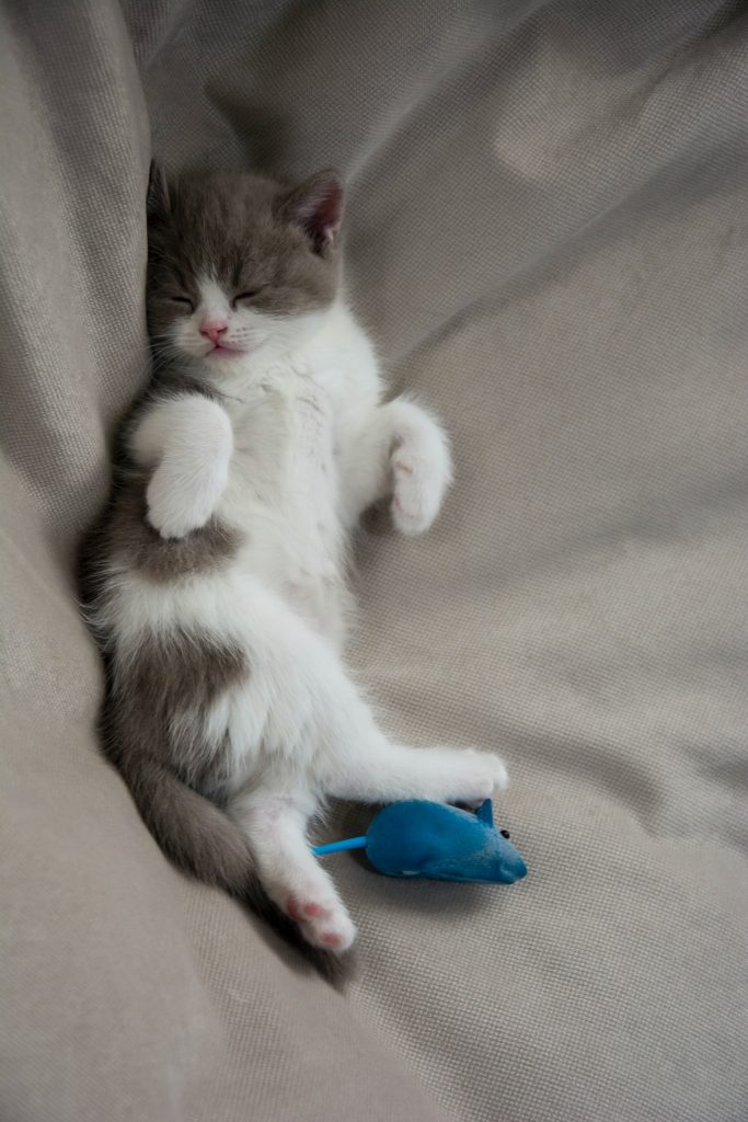 sleeping kitten with toy