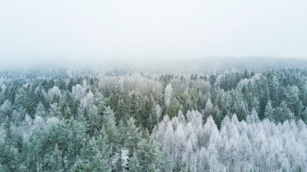 Forest in winter