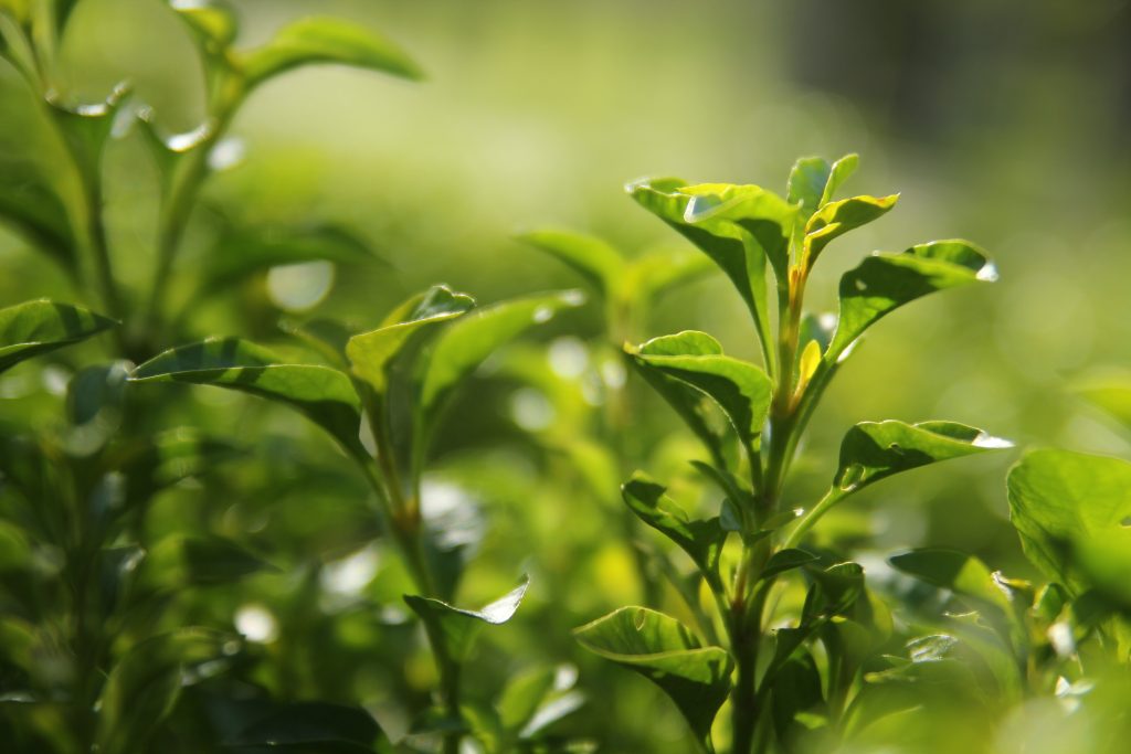 Green tea leaves