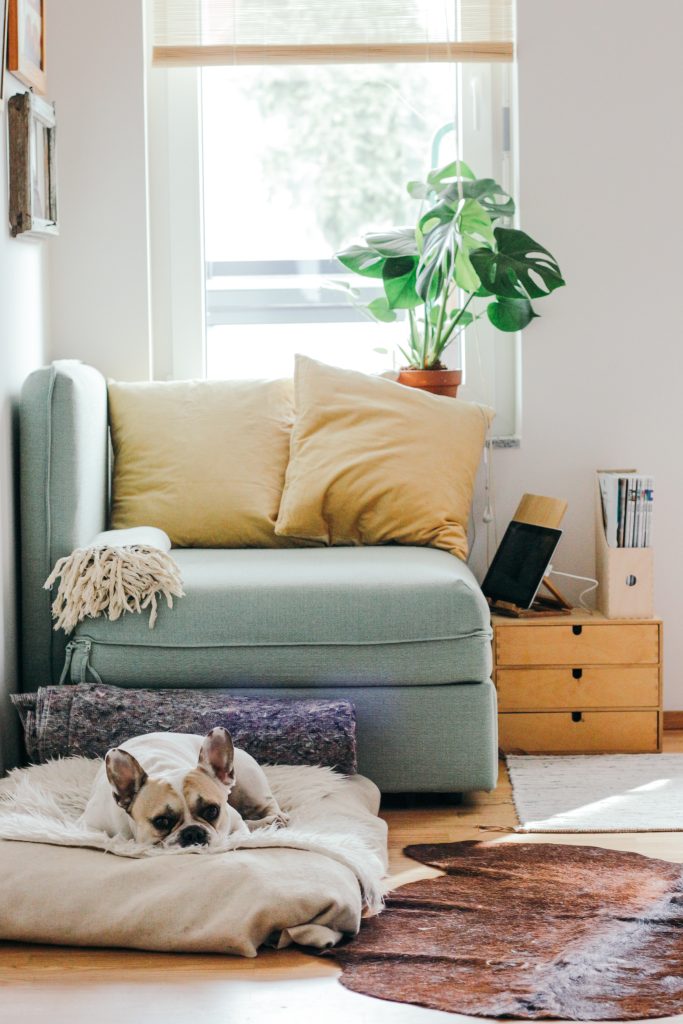 French Bulldog sleeping on a dog bed in the living room in front of a bright blue couch with pillows, and a plant on the window sill. 