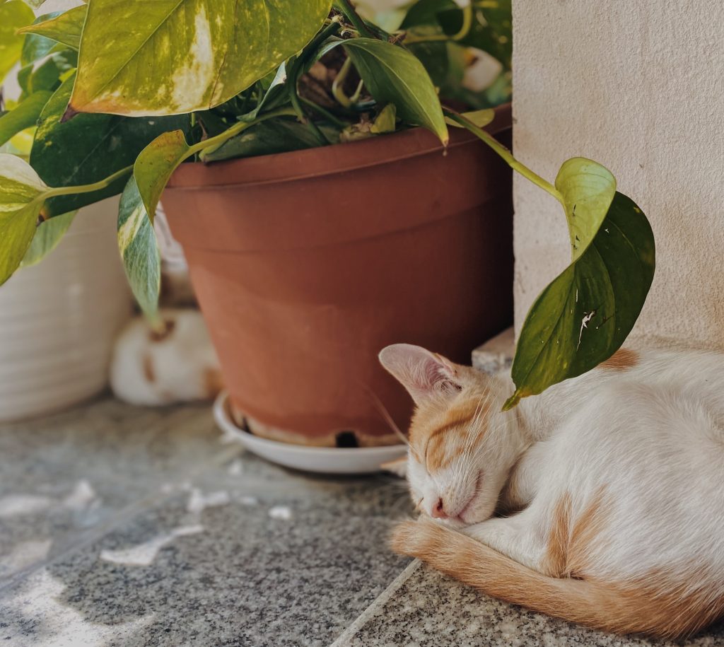 White and orange cat sleeping next to a potted plant in the shade.