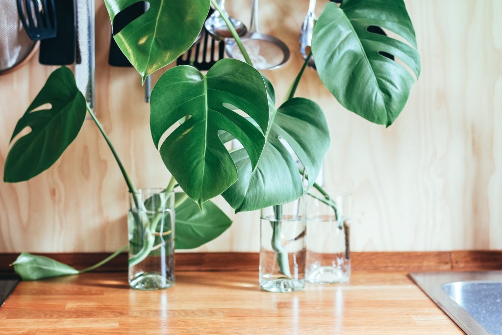 Monstera plant starters growing in glasses full of water on a wooden kitchen counter.