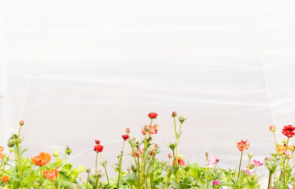 Flowers in front of an ocean