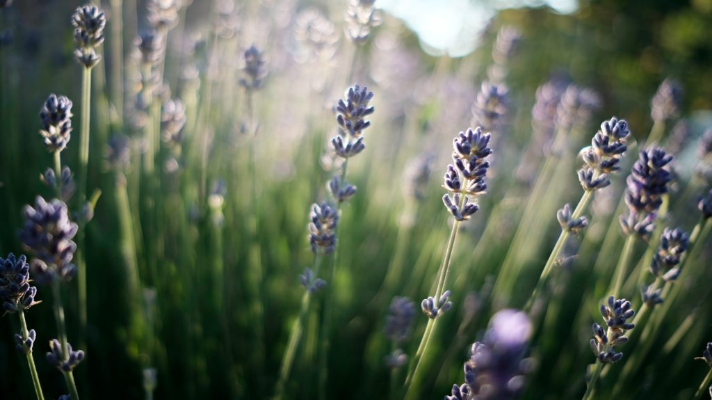 Field of lavender flowers