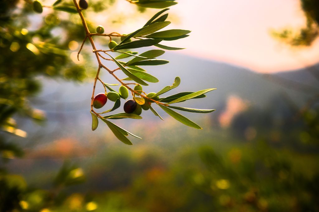 Olive branch with background of mountains during sunset