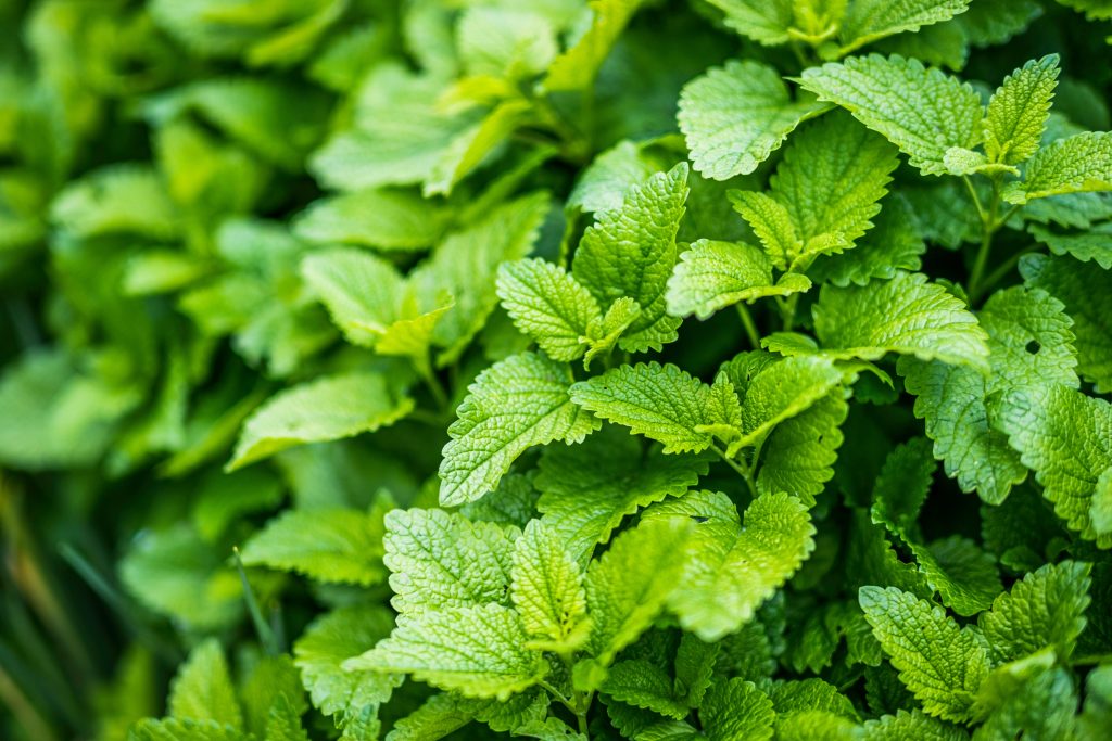 batch of fresh mint