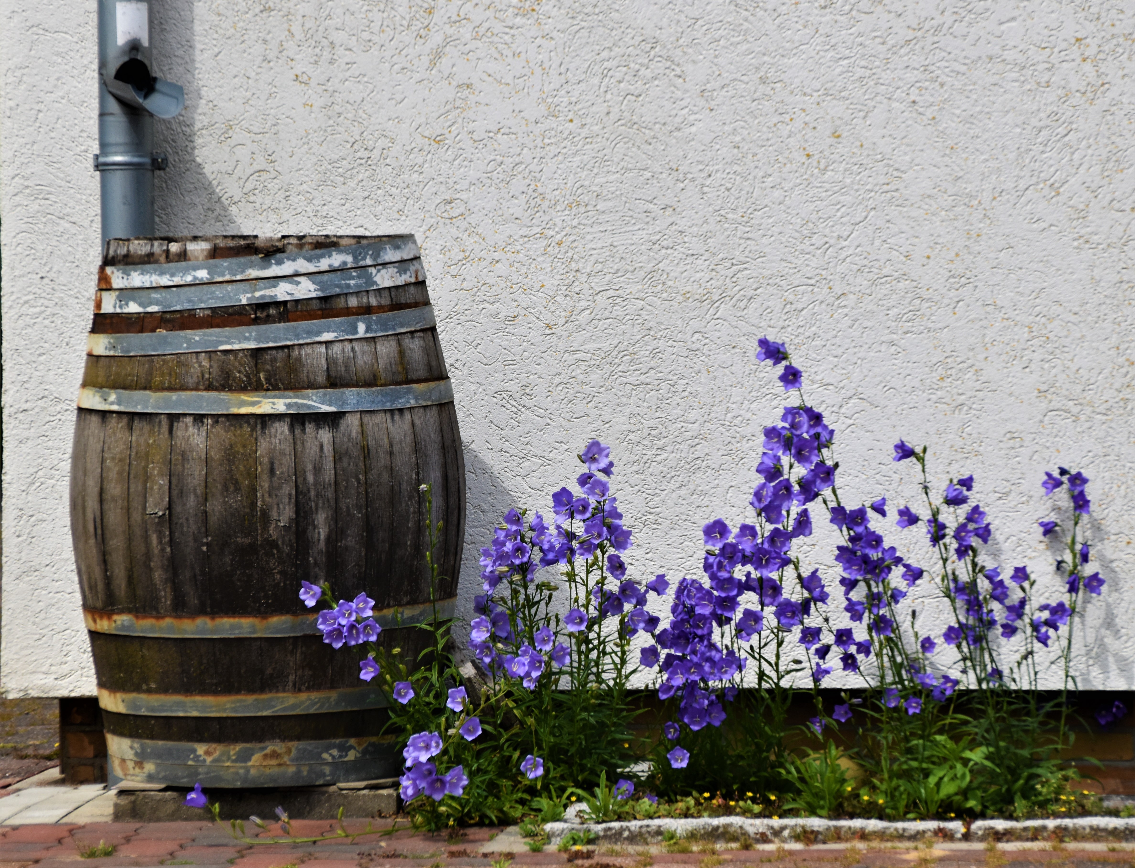 Wooden and metal rain barrel in front of a white wall in the sunshine, with purple flowers growing next to it.