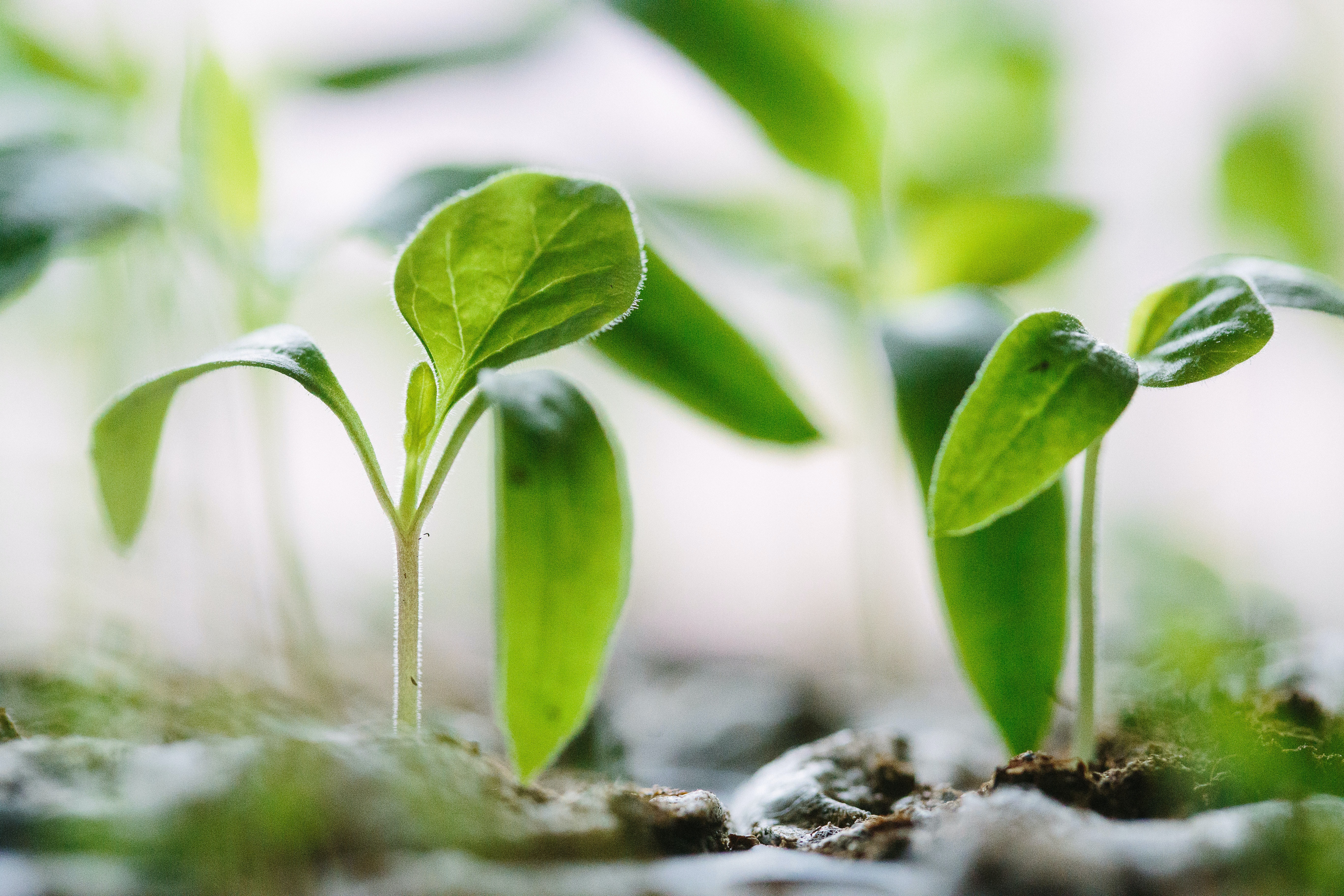 Close-up image of sprouting plants