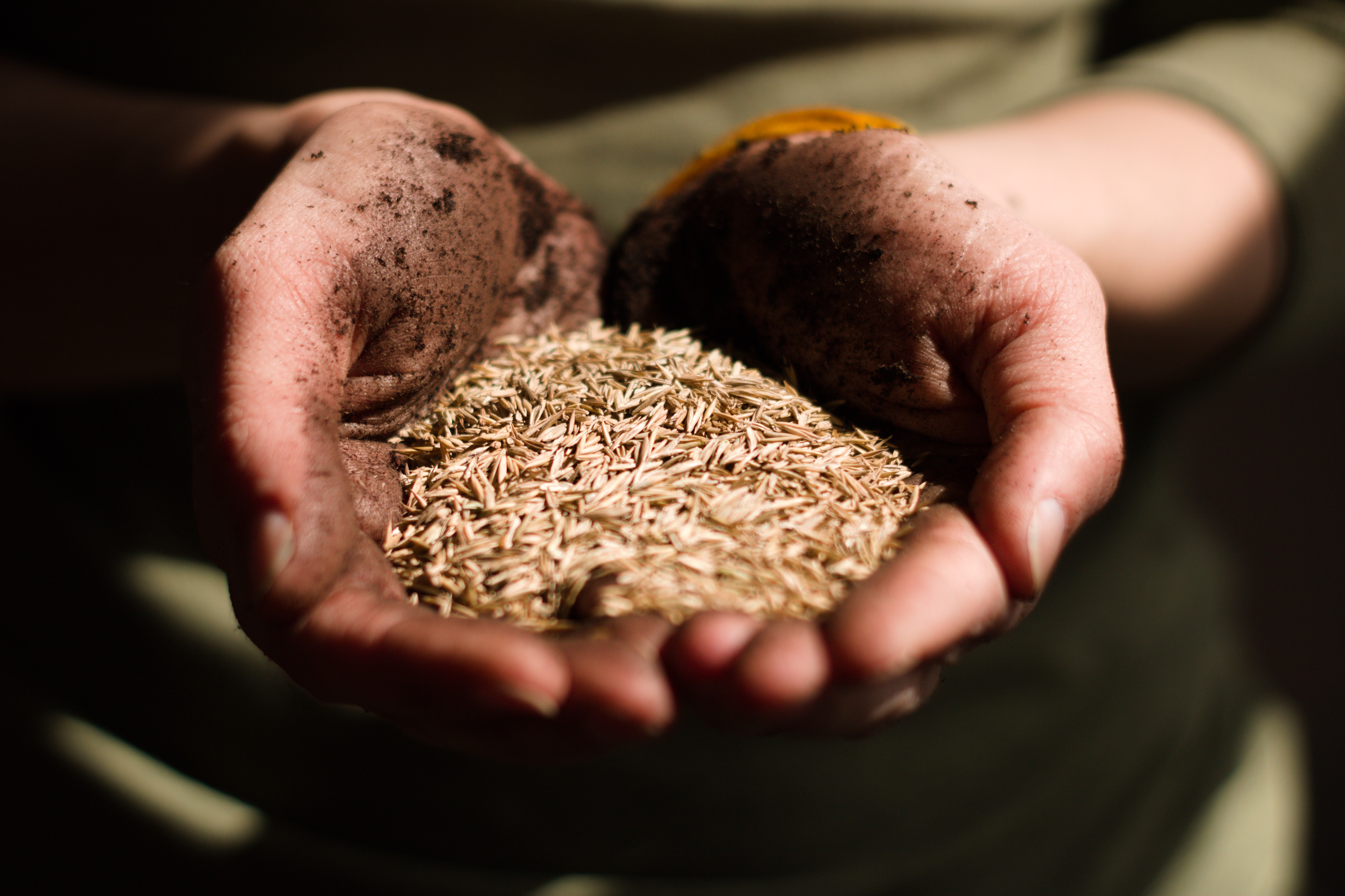 Two caucasian hands held together to scoop brown seeds