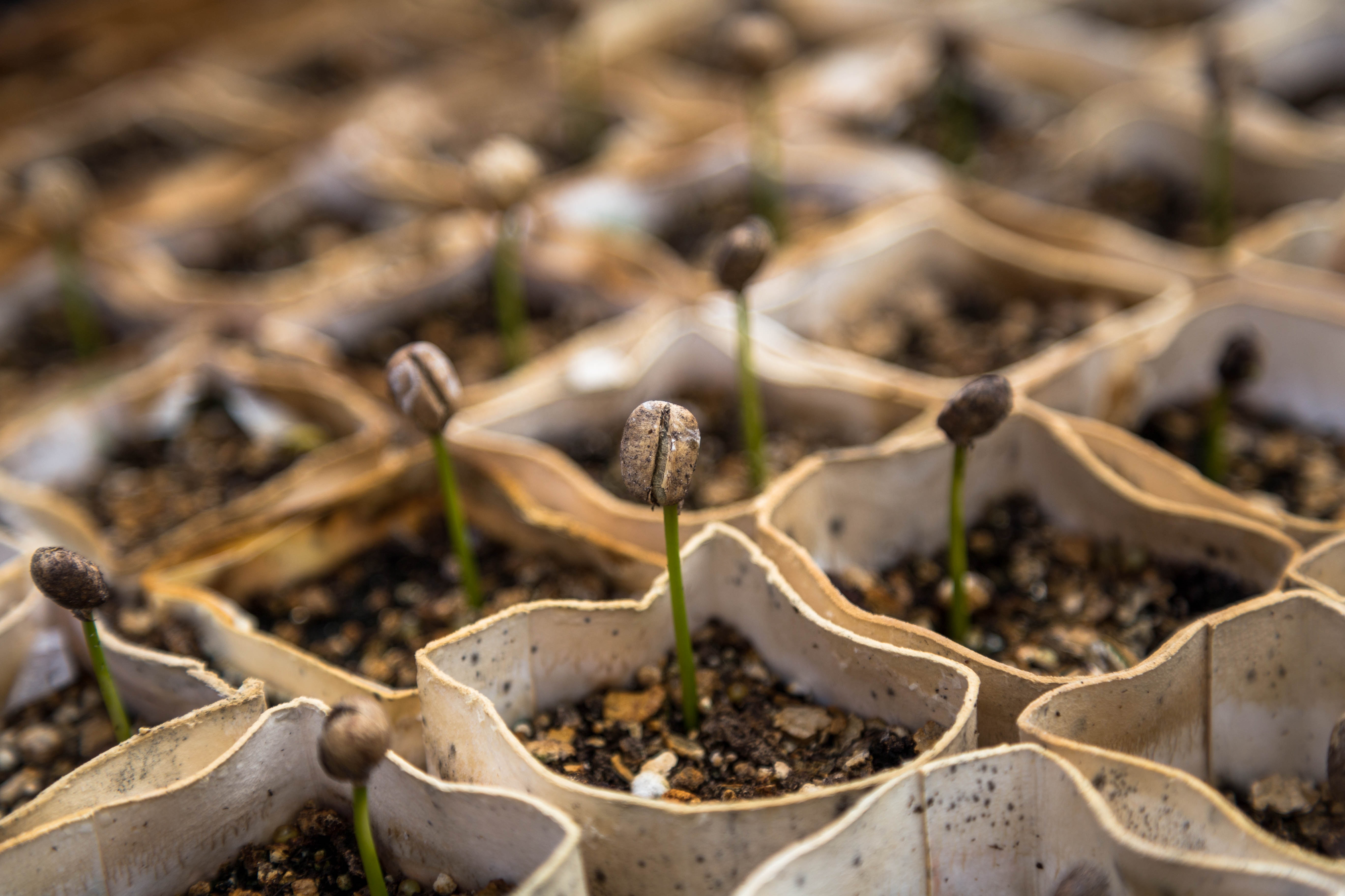 Seedlings in paper cups with soil, set in rows