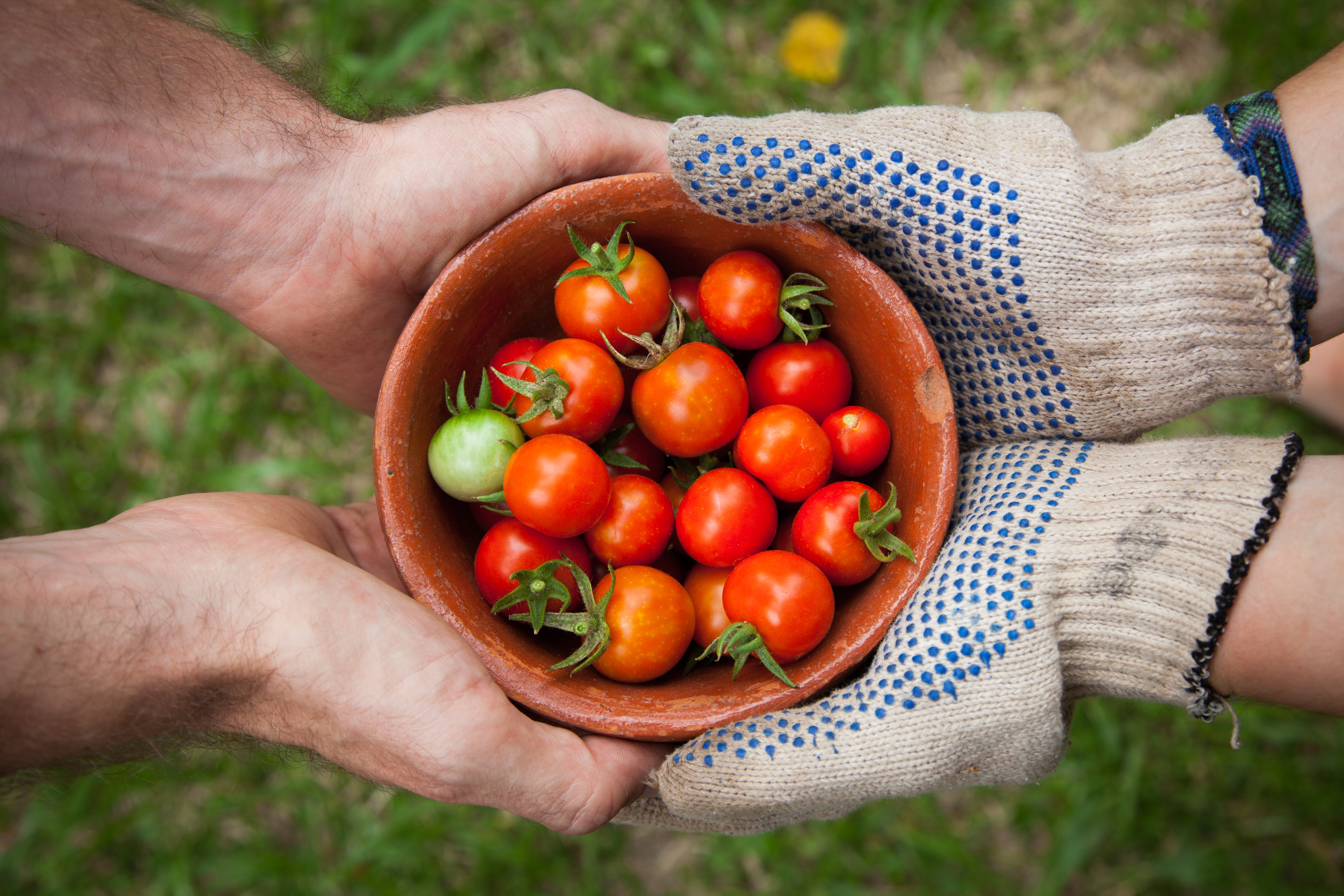 two pairs of hands holding a bowl full of cherry tomatoes